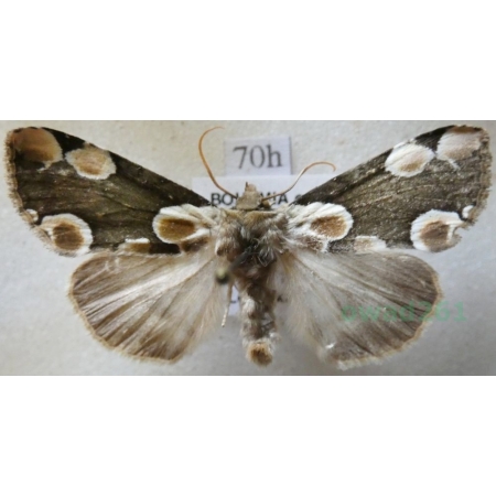 Thyatira batis (Linnaeus, 1758) Plamówka malinówka Czech70h